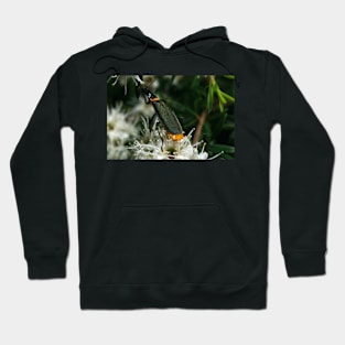 Jewel Beetle Eating Nectar Hoodie